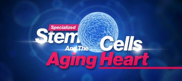 specialized stem cells and the aging heart su 604x270 1