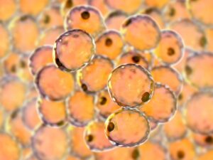 fat cells or adipose cells picture id1159807840