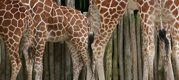 stem cell therapy helps arthritis in giraffe 5fefb60d9e25b