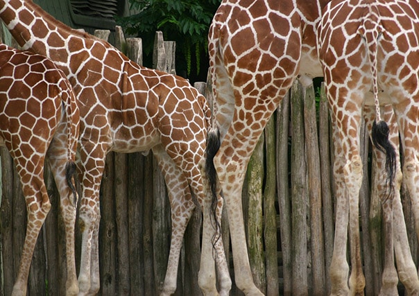 giraffe